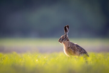 Common hare