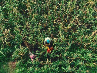 Farme
