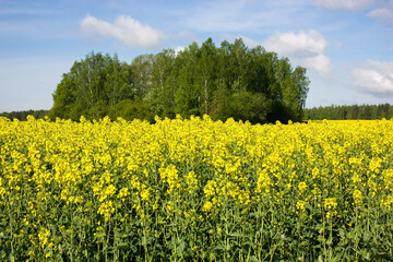 Suburbs of Grodno. Belarus. Rapeseed field with bright yellow unusual flowers against the background of the spring blue sky.
