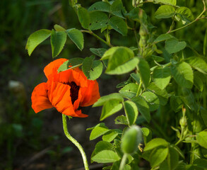 A bright red decorative poppy with an unusually curved stem surrounded by greenery. The play of light and shadow on the flower.