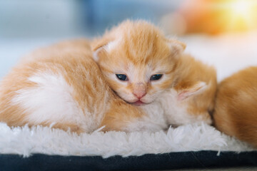 Newborn baby red cat sleeping on funny pose. Group of small cute ginger kitten. Domestic animal. Sleep and cozy nap time. Comfortable pets sleep at cozy home