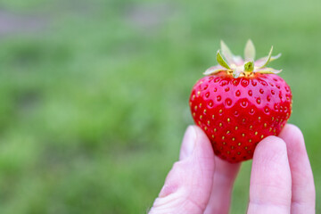 Fresh, ripe strawberry held in the fingers of a woman's hand 