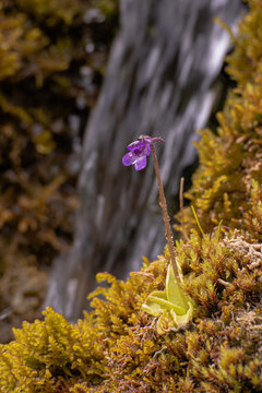 The carnivorous plant (Pinguicula vulgaris) grows in the moss in its natural habitat, in the background is a waterfall 