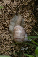The snail (Helix pomatia) climbs on travertine deposits 