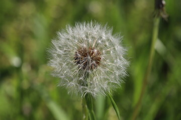 春の野原に咲くタンポポの種