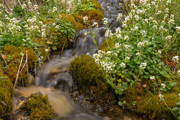 The Cascade mountain stream flows through blooming flowers and moss