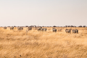 Naklejka na ściany i meble Etosha National Park, Namibia. A herd of zebras is walking in line through the vast grassland on the way to the next waterhole 