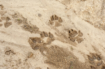 Pets footprints on sand