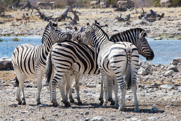 Fototapeta na wymiar At a waterhole in Etosha National Park, Namibia. Four zebras putting their heads together 