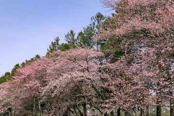 北海道　新日高町の満開の桜