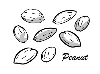 Fototapeta premium Hand-drawn peanuts with shadows. Outline style, ink drawing vector illustration on isolated background.