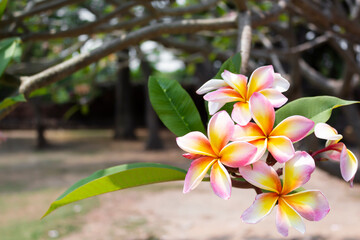 Pink and yellow plumeria flowers blooming on the tree.