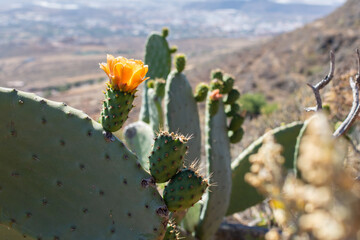 cactus in Canary Islands