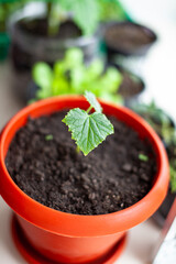 Seedlings of cucumbers in pots near the window, a green leaf close-up. Growing food at home for an ecological and healthy lifestyle. Growing seedlings at home in the cold season