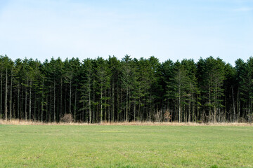 北海道　新日高町の針葉樹の林（カラマツ）
