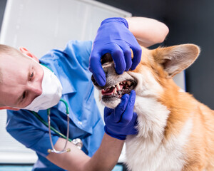 Veterinarian examining teeth and mouth of a sick Corgi dog