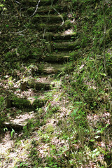 森林公園の遊歩道