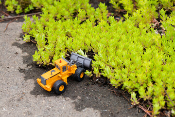 ツルマンネングサの群生を破壊するミニカーのホイールローダー