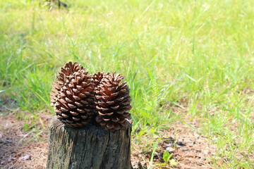 切り株の上の松ぼっくり