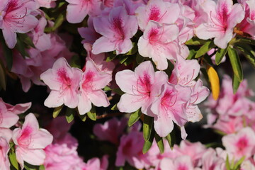 春の公園に咲く薄いピンク色のツツジの花