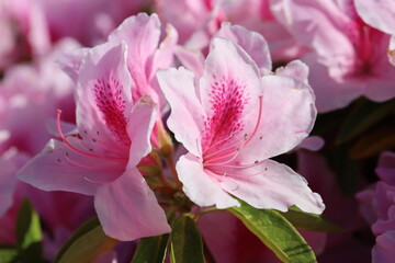 Fototapeta na wymiar 春の公園に咲く薄いピンク色のツツジの花