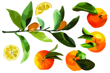 Vector set of citrus . For summer design, lemonade, restaurant menu, desserts.