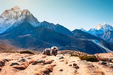 Papier Peint photo autocollant Ama Dablam Yak carrying cargo on the way to Everest Base Camp in Himalayas, Nepal. View of Ama Dablam mount in the background. Khumbu valley, Everest region, Nepal.