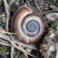 snail on a tree