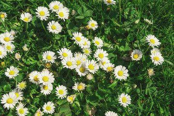 Wild white daisies with yellow centers full of pollen growing in a open field on a bright sunny day in springtime. Beautiful white daisies in the garden
