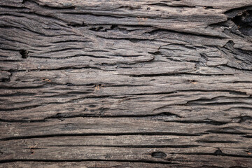 Bark pattern is seamless texture of tree for texture and background. Old wood tree background.