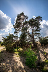 A tree with the sun bearly shining through.