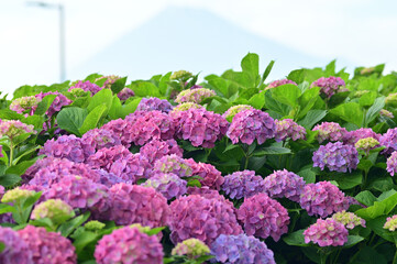 In Japan, hydrangeas start blooming from June to July