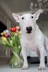 a bull terrier with flowers is standing in the bedroom