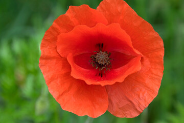 Obraz premium Klatschmohn (Papaver rhoeas), Blüte