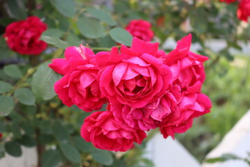 Red rose beautiful flower on background.Nature