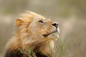Naklejka na ściany i meble Portrait of a big male African lion (Panthera leo), Kalahari desert, South Africa.