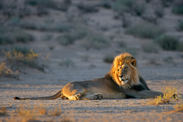 Big male African lion (Panthera leo) resting in early morning light, Kalahari desert, South Africa.