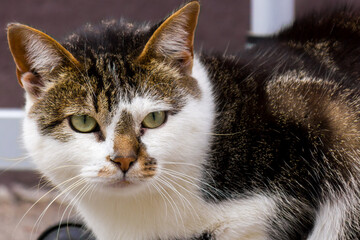 Cyprus domestic cat (Felis catus) looking to camera