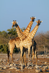 Naklejka na ściany i meble Giraffes (Giraffa camelopardalis) in natural habitat, Etosha National Park, Namibia.