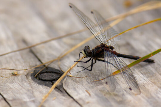 Male black darter dragonfly (Sympetrum danae) resting on blade of grass