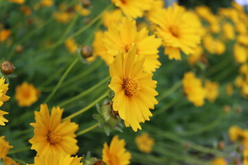 Beautiful yellow korean flower on background.Nature