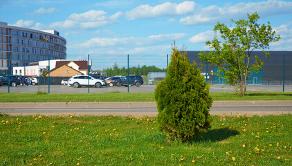 Obraz premium Young thuja tree grows next to the parking lot