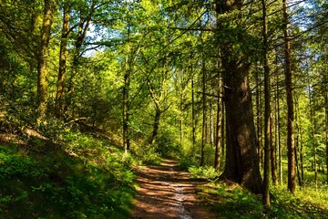 Wald am Heidberg im Kreis Rendsburg-Eckernförde