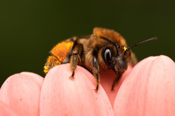 close up of a bee