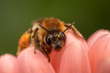 close up of a bee