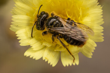 close up of a bee
