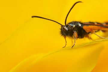 close up of a moth