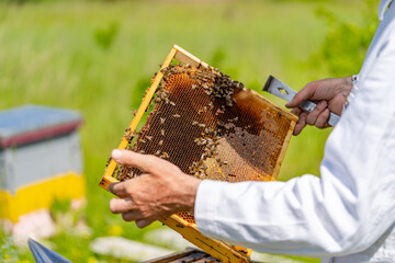 Sweet honeycomb frame in beekeeper hands. The beekeeper remove the wax from honeycombs before...