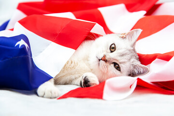 The silver British cat lies on the American flag.