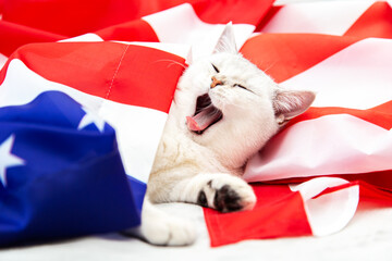 The silver British cat lies on the American flag.